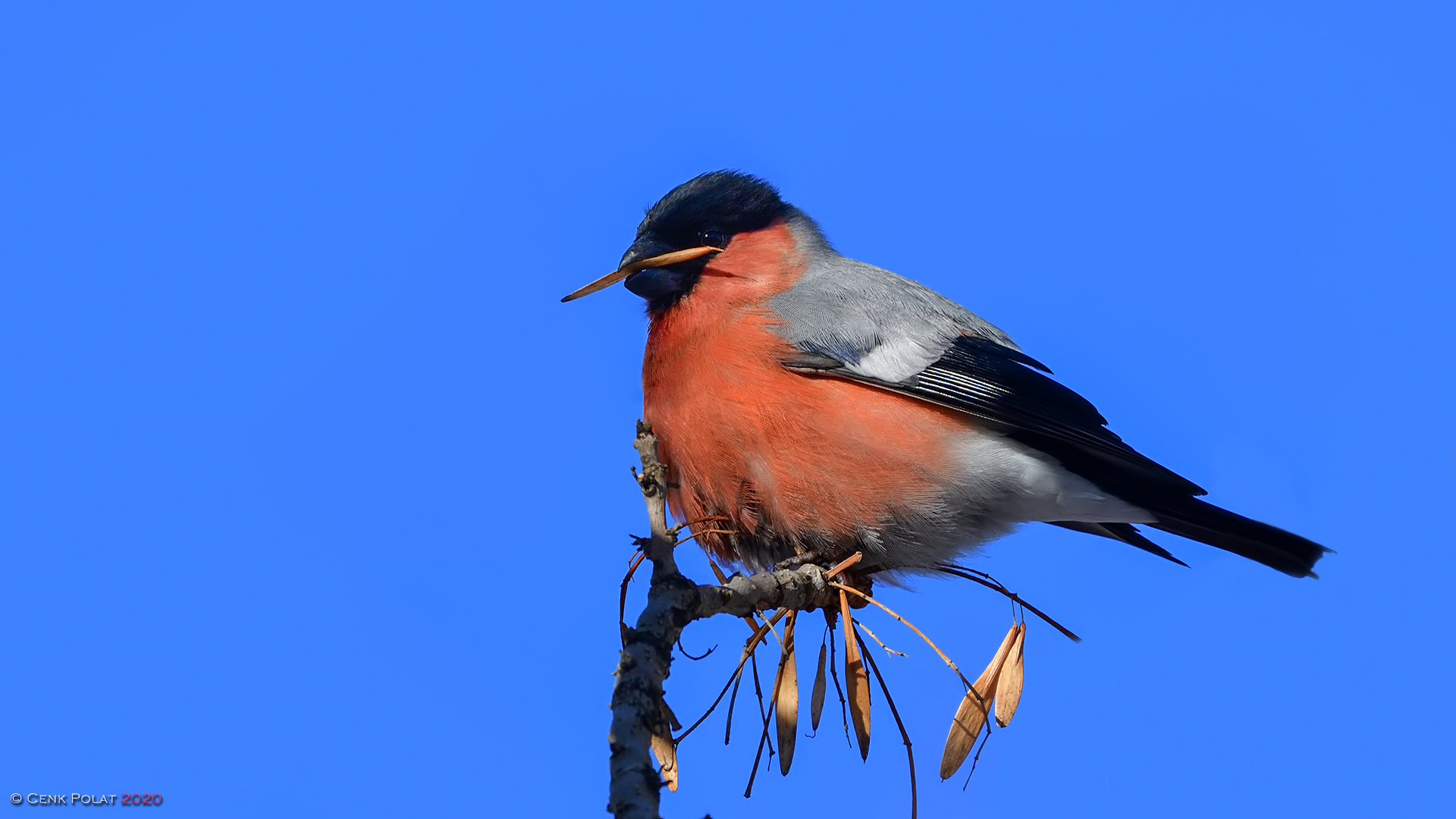 Eurasian Bullfinch